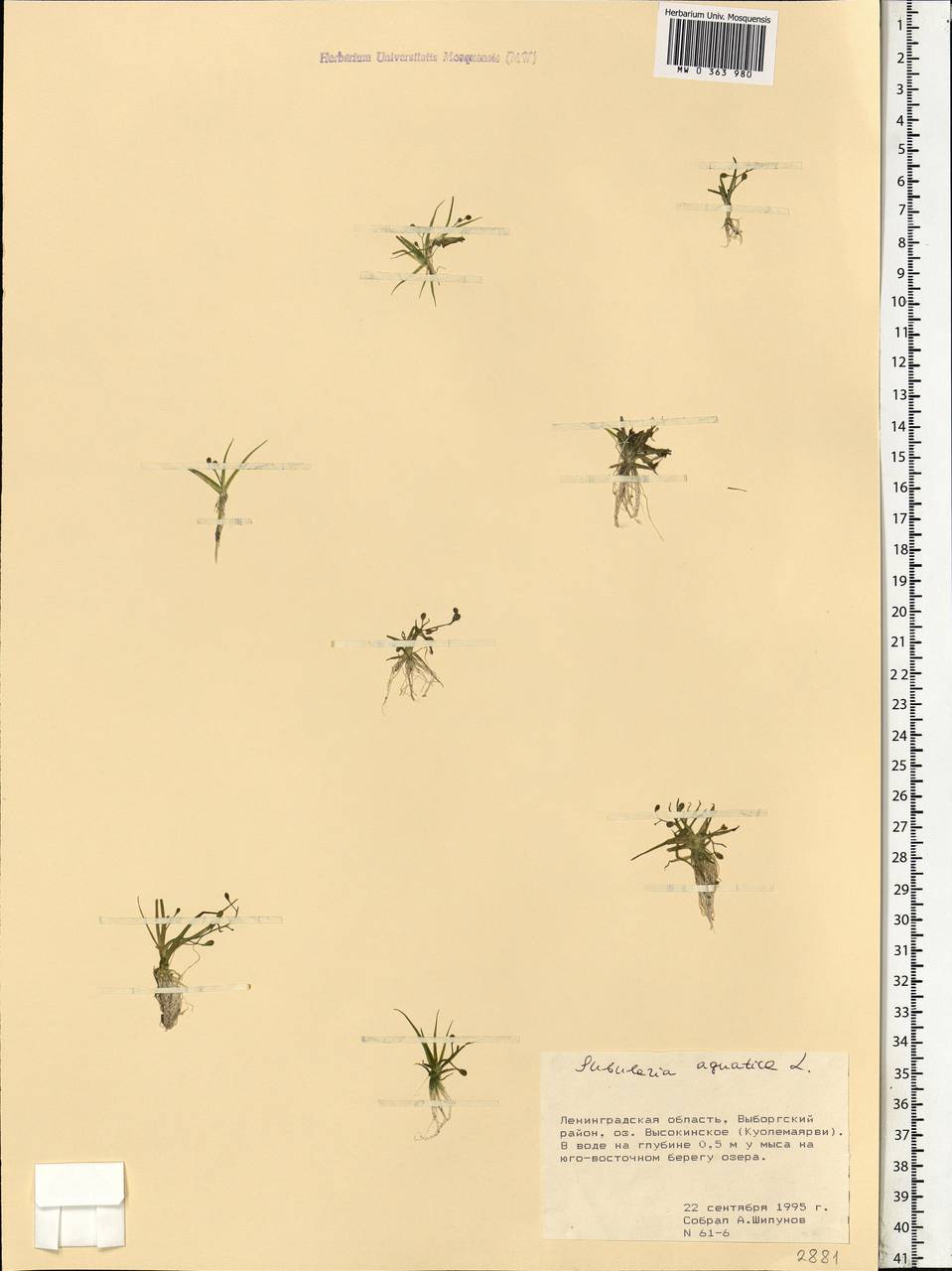 Subularia aquatica L., Eastern Europe, North-Western region (E2) (Russia)