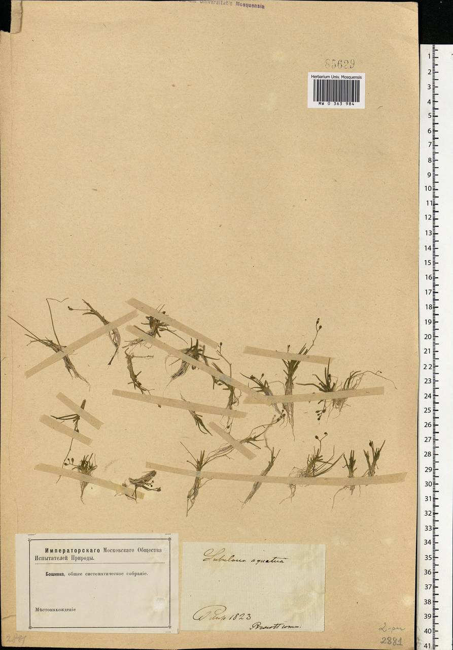 Subularia aquatica L., Eastern Europe, North-Western region (E2) (Russia)
