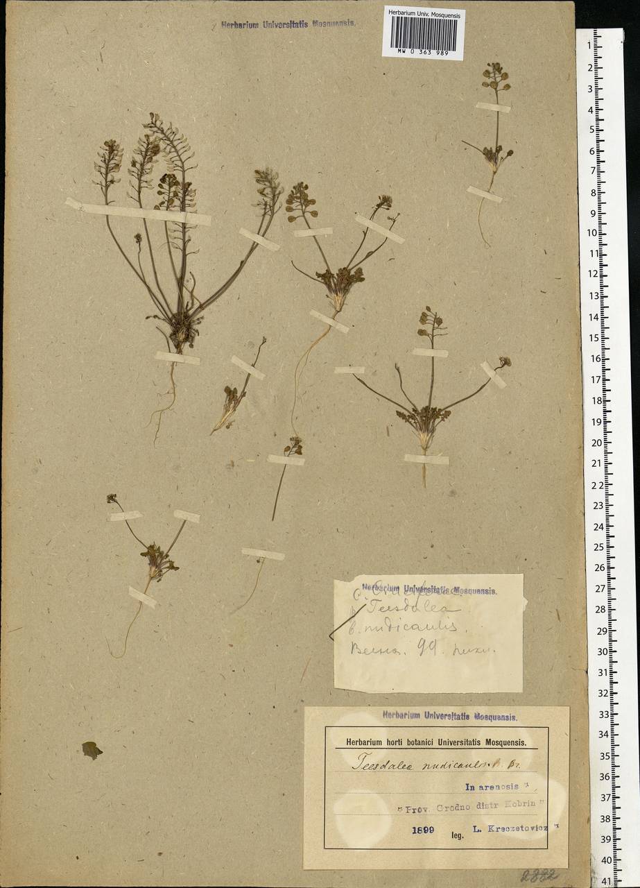 Teesdalia nudicaulis (L.) W.T.Aiton, Eastern Europe, Belarus (E3a) (Belarus)