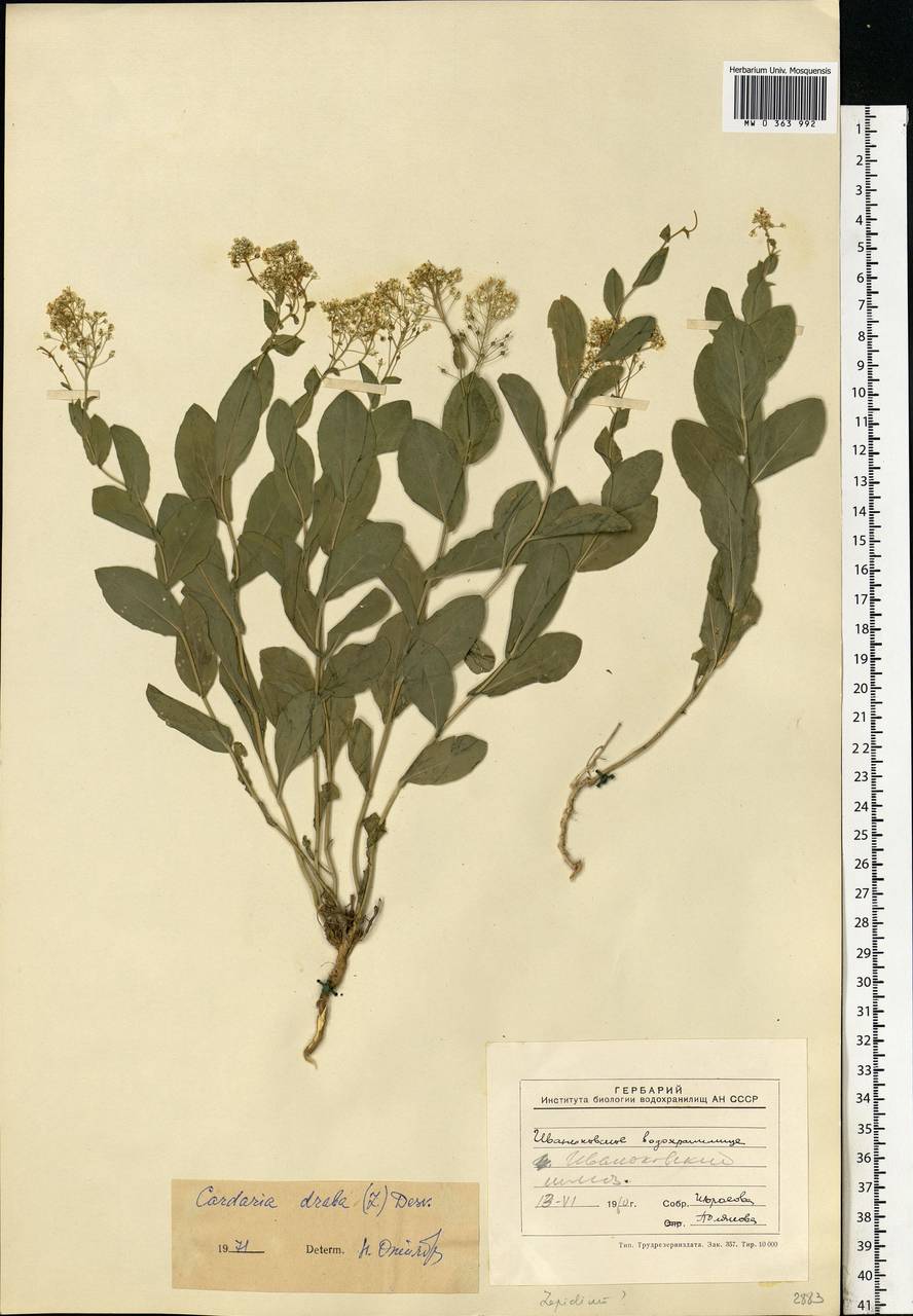 Lepidium draba L., Eastern Europe, North-Western region (E2) (Russia)