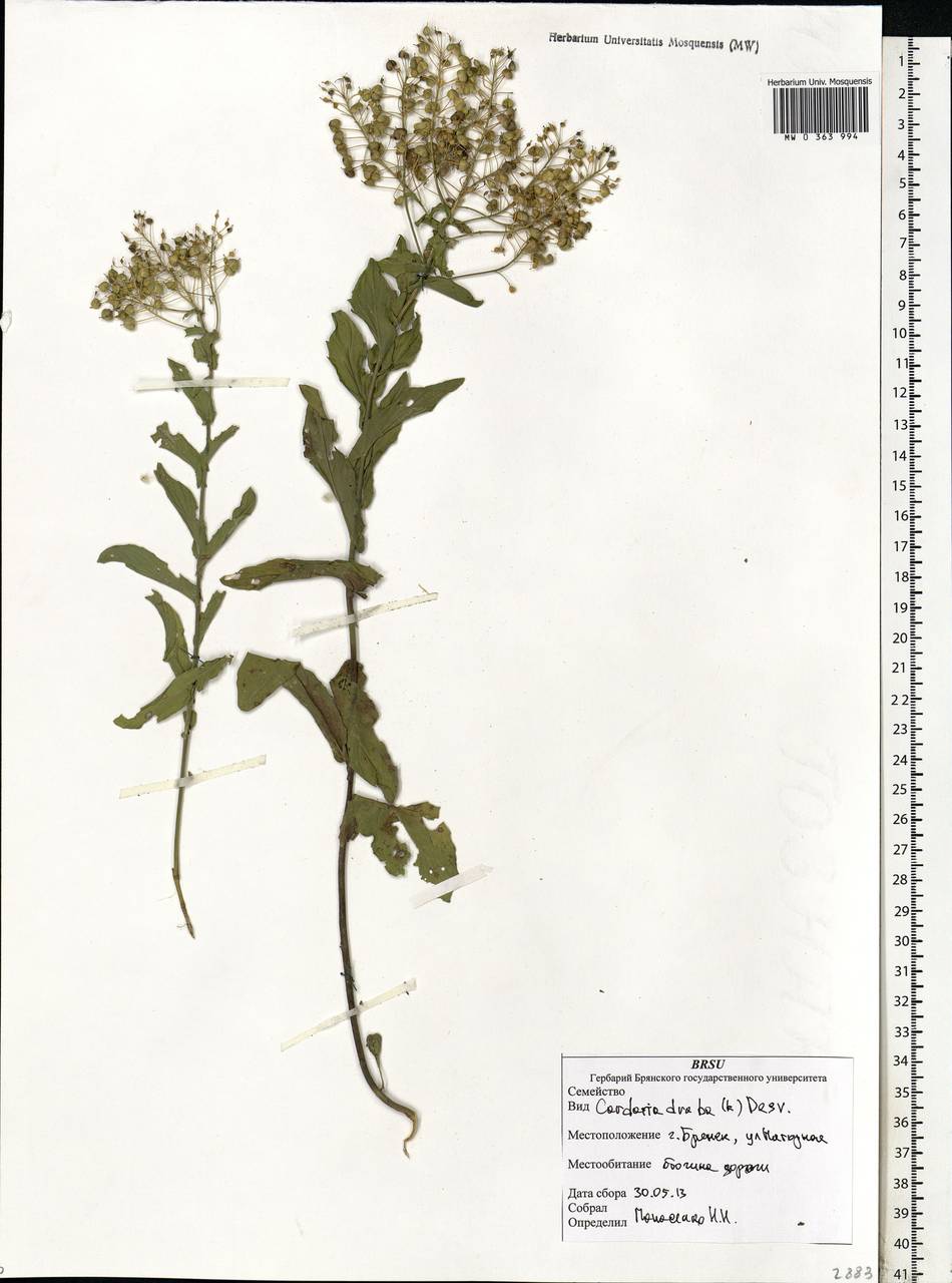Lepidium draba L., Eastern Europe, Western region (E3) (Russia)