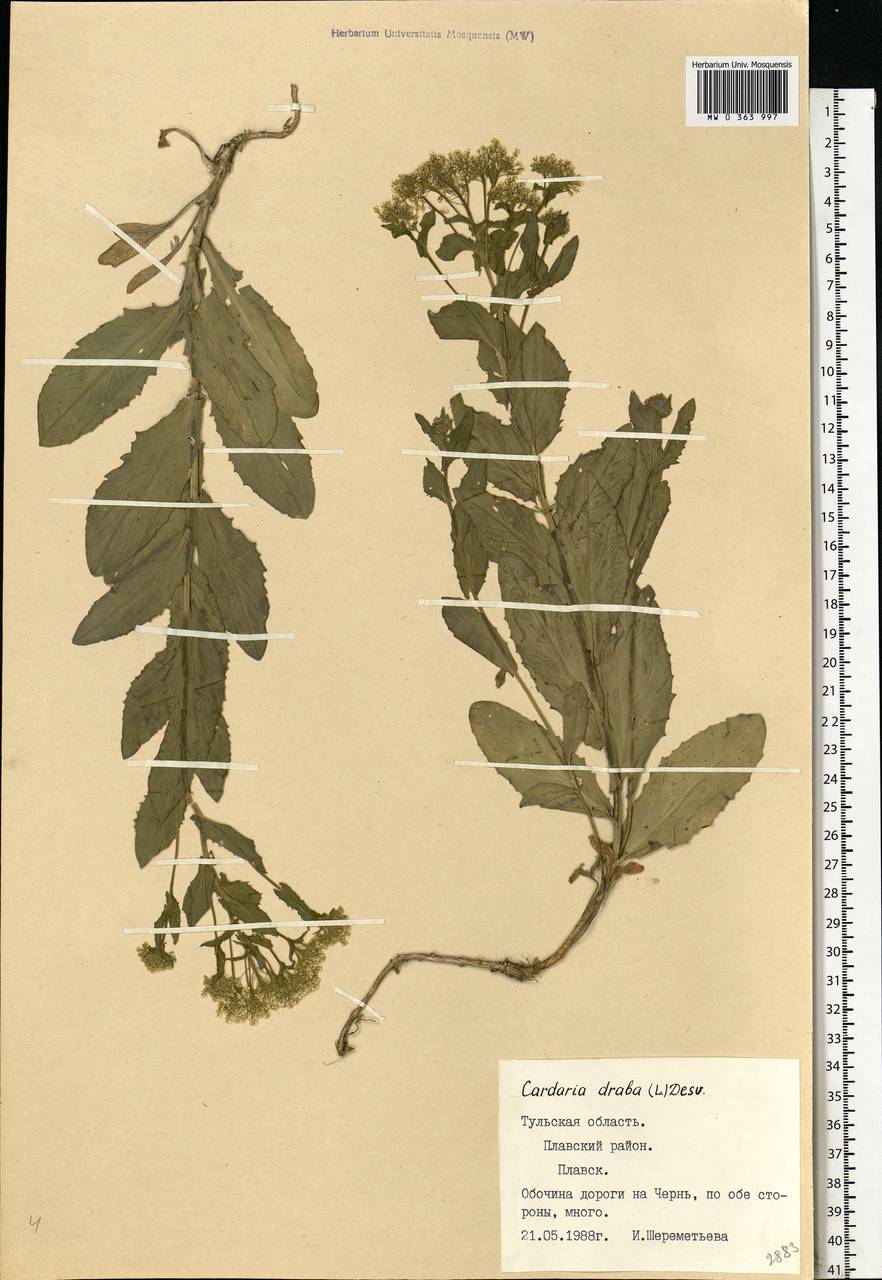 Lepidium draba L., Eastern Europe, Central region (E4) (Russia)