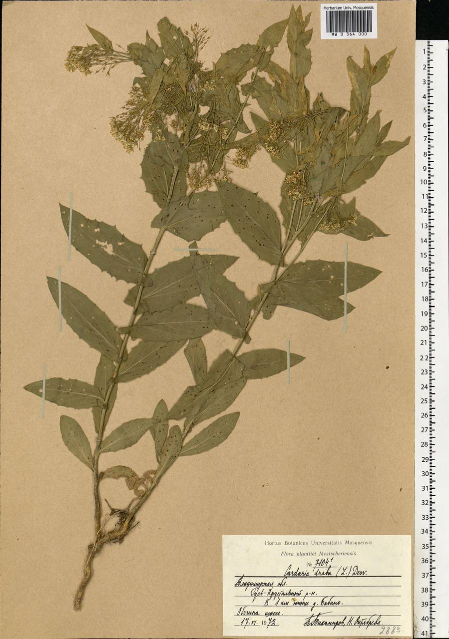 Lepidium draba L., Eastern Europe, Central region (E4) (Russia)