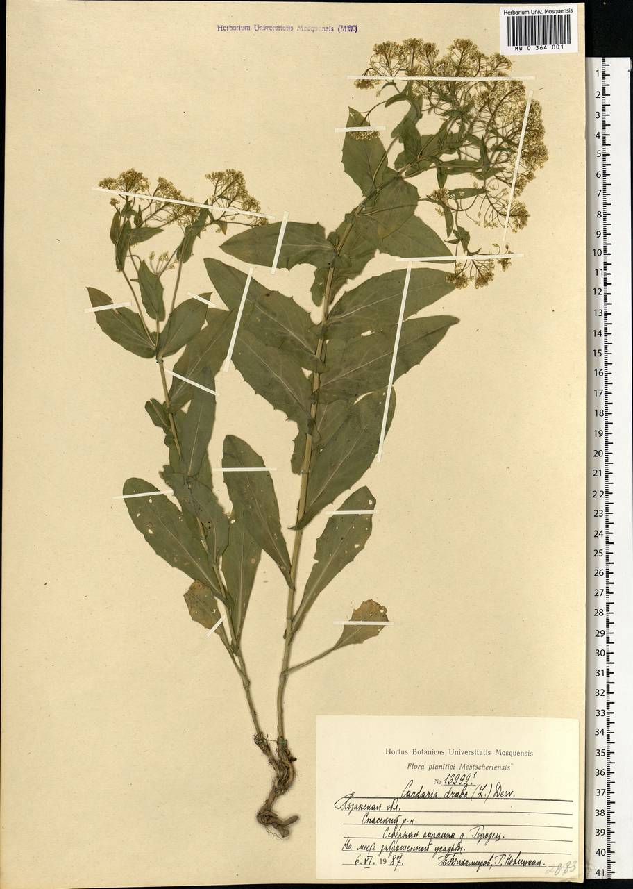 Lepidium draba L., Eastern Europe, Central region (E4) (Russia)