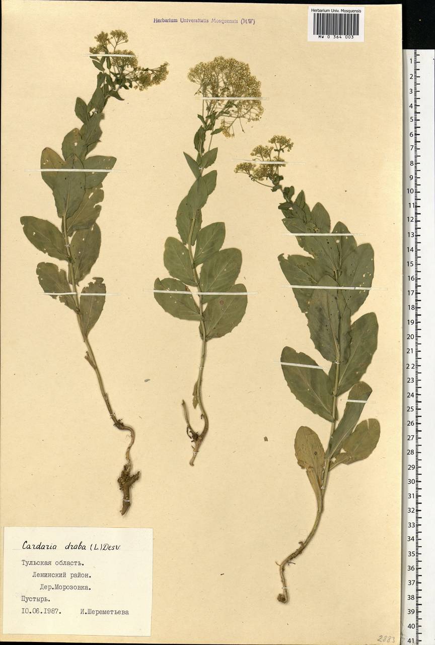 Lepidium draba L., Eastern Europe, Central region (E4) (Russia)