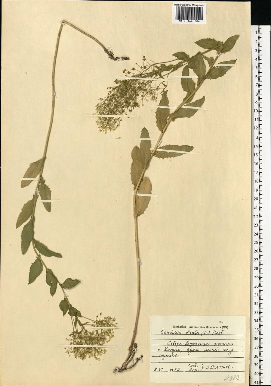 Lepidium draba L., Eastern Europe, Central region (E4) (Russia)