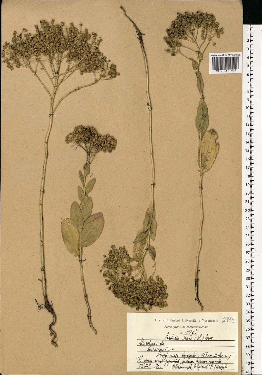 Lepidium draba L., Eastern Europe, Moscow region (E4a) (Russia)