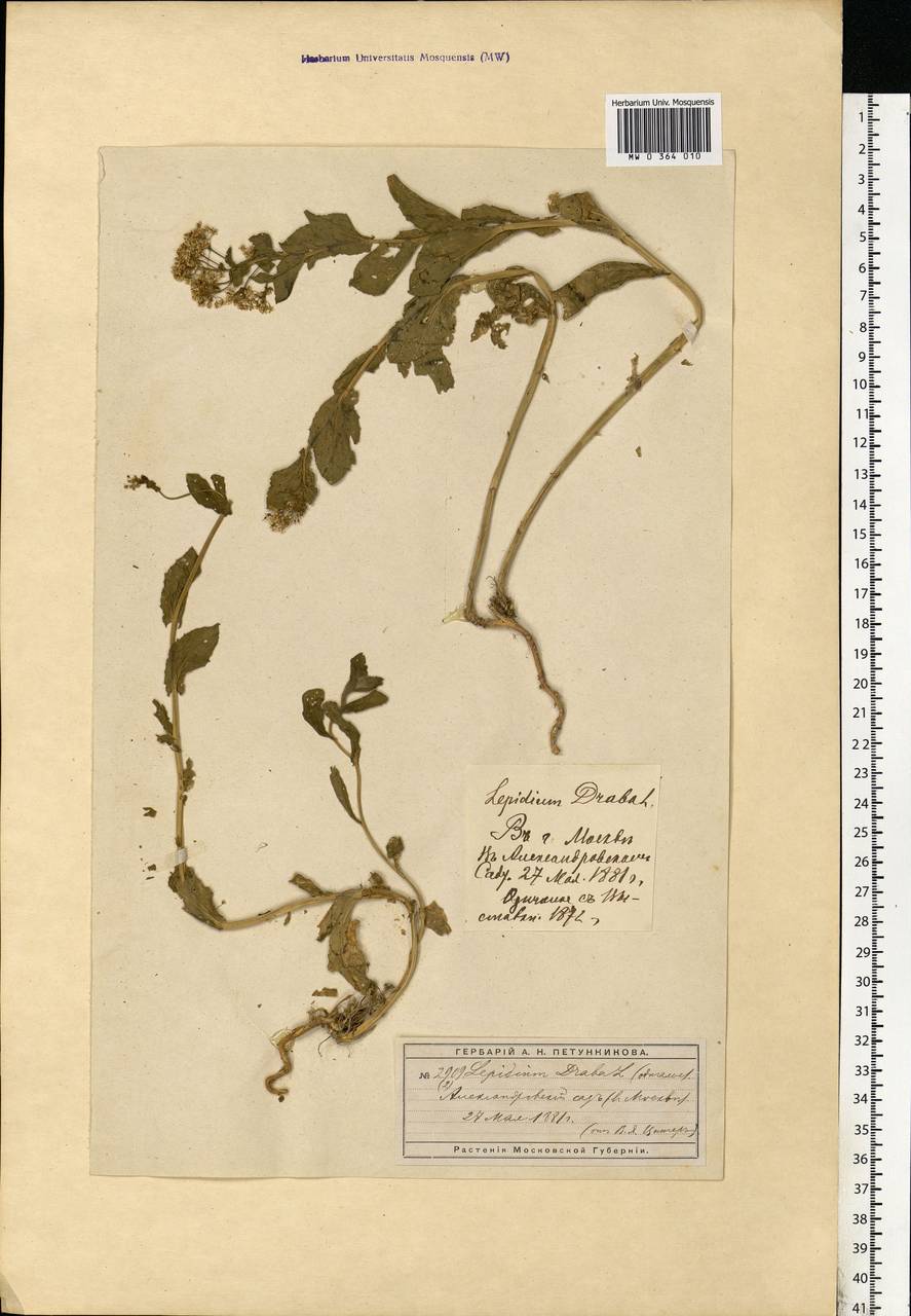 Lepidium draba L., Eastern Europe, Moscow region (E4a) (Russia)
