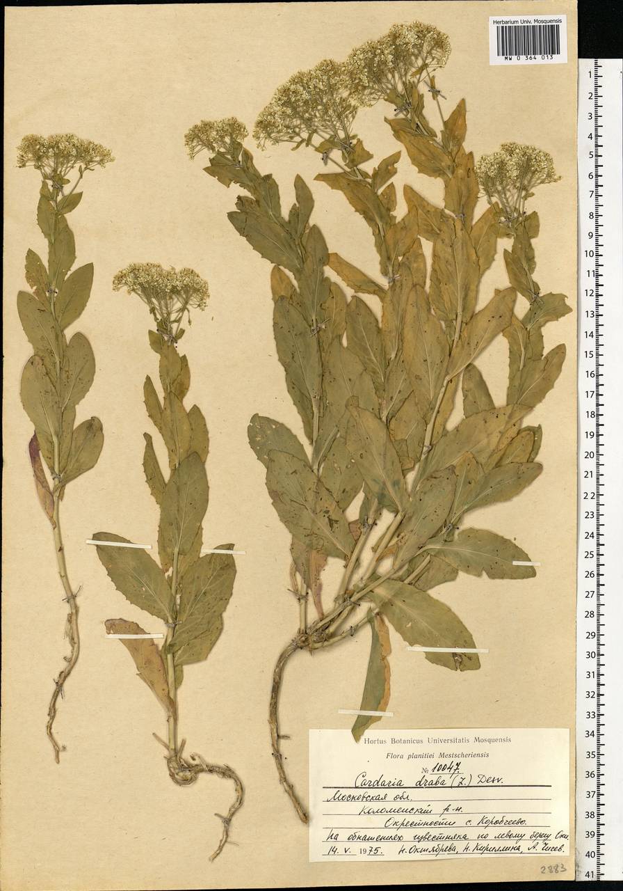 Lepidium draba L., Eastern Europe, Moscow region (E4a) (Russia)