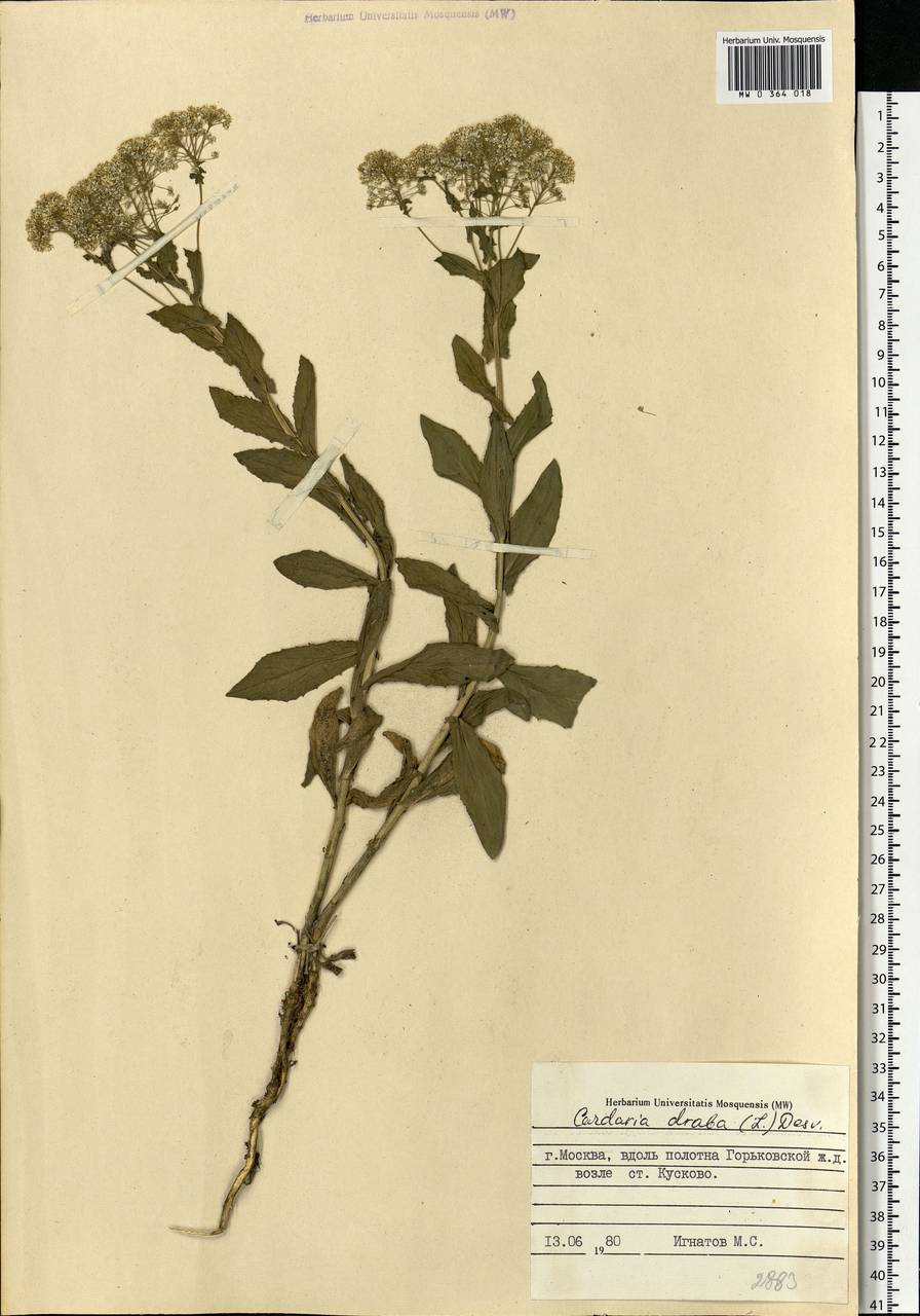 Lepidium draba L., Eastern Europe, Moscow region (E4a) (Russia)