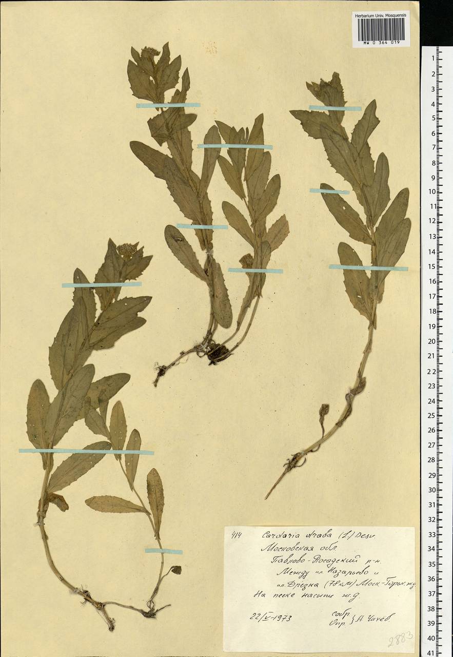 Lepidium draba L., Eastern Europe, Moscow region (E4a) (Russia)