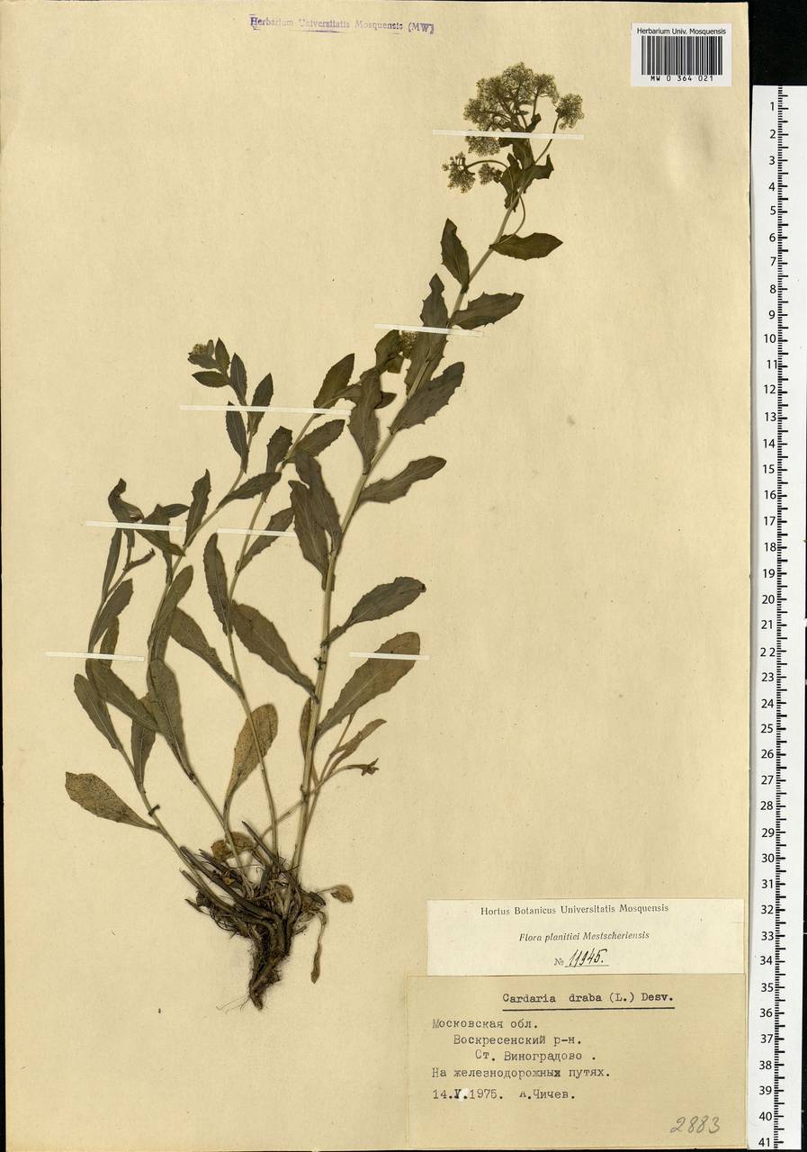 Lepidium draba L., Eastern Europe, Moscow region (E4a) (Russia)