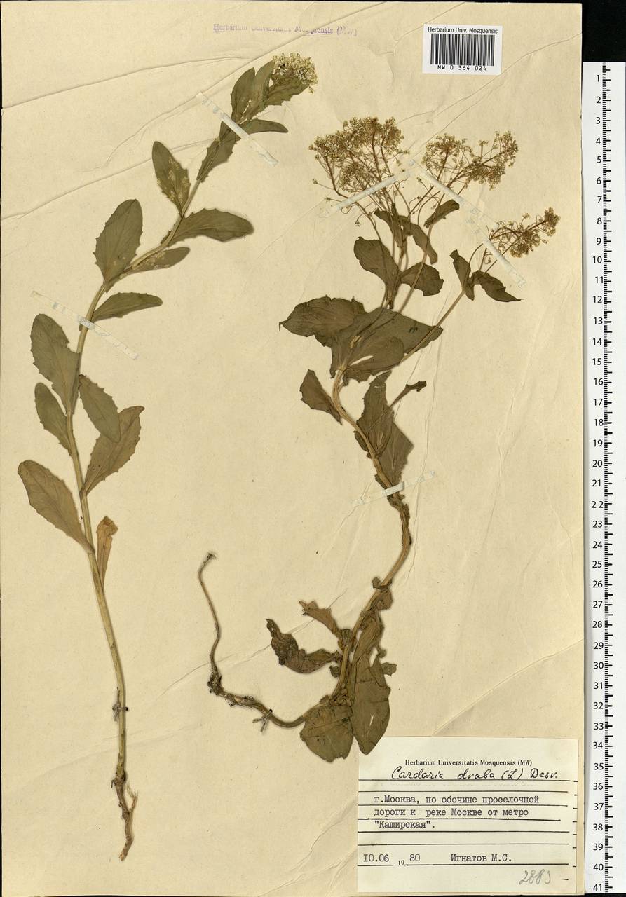 Lepidium draba L., Eastern Europe, Moscow region (E4a) (Russia)