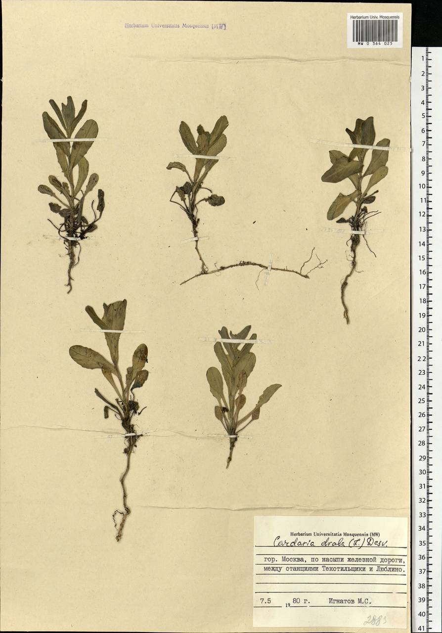 Lepidium draba L., Eastern Europe, Moscow region (E4a) (Russia)