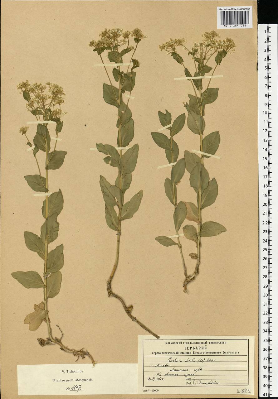 Lepidium draba L., Eastern Europe, Moscow region (E4a) (Russia)
