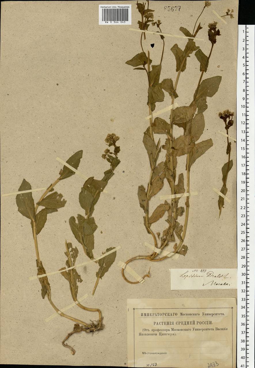 Lepidium draba L., Eastern Europe, Moscow region (E4a) (Russia)