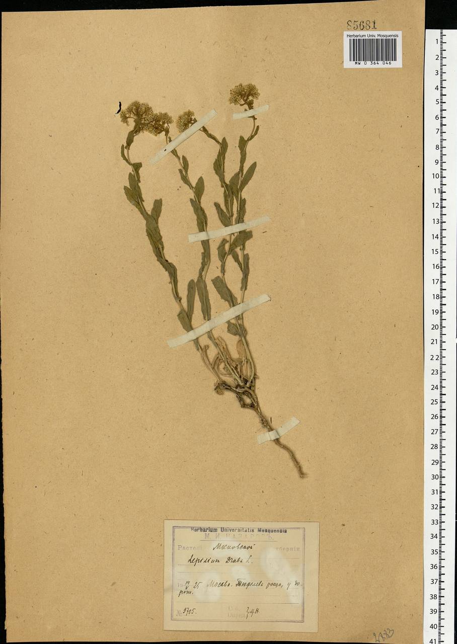 Lepidium draba L., Eastern Europe, Moscow region (E4a) (Russia)