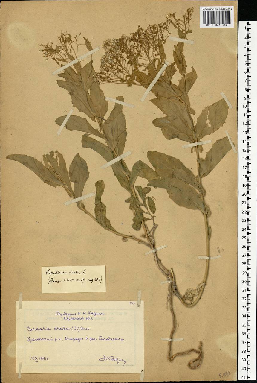 Lepidium draba L., Eastern Europe, Central forest-and-steppe region (E6) (Russia)
