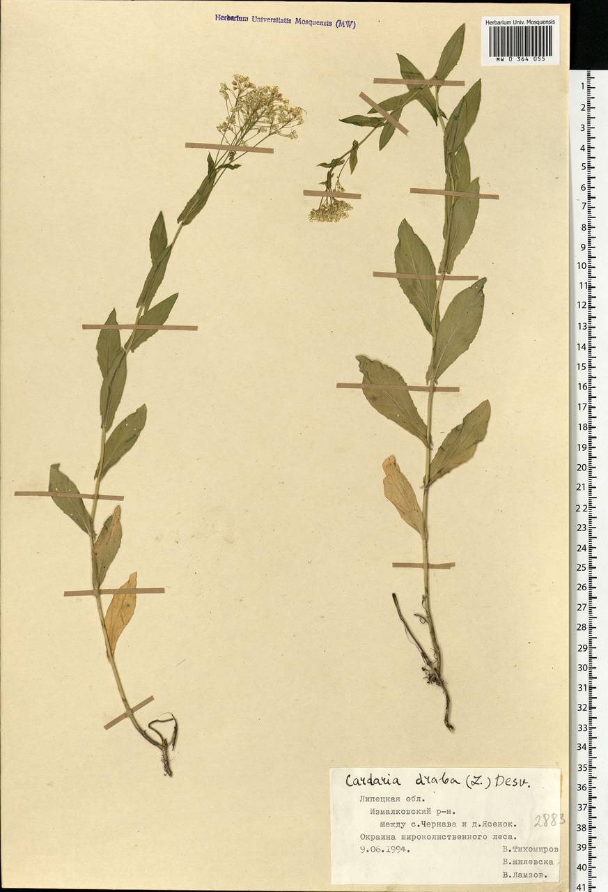 Lepidium draba L., Eastern Europe, Central forest-and-steppe region (E6) (Russia)