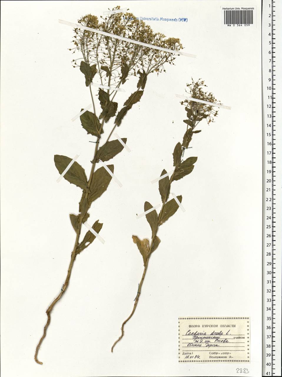 Lepidium draba L., Eastern Europe, Central forest-and-steppe region (E6) (Russia)