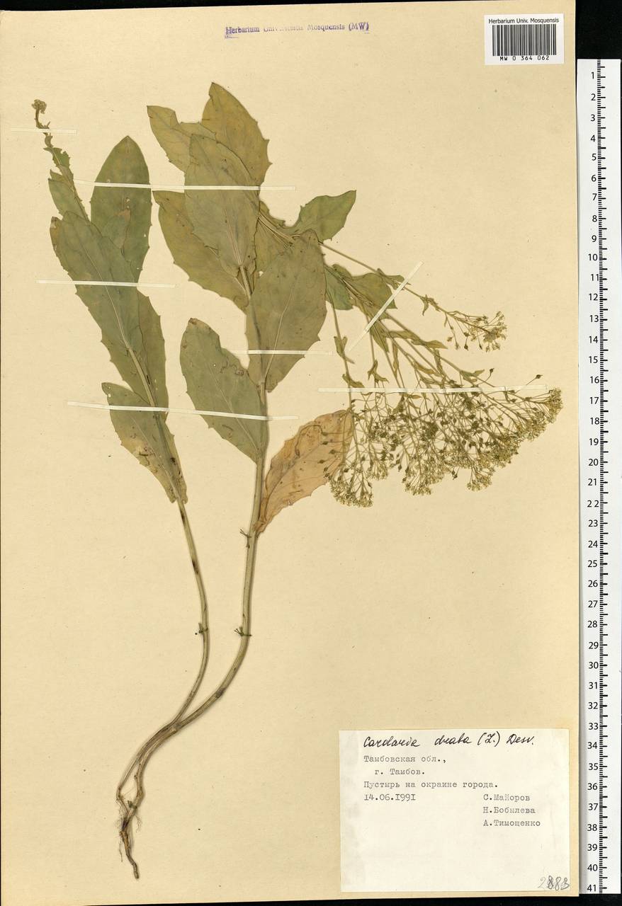 Lepidium draba L., Eastern Europe, Central forest-and-steppe region (E6) (Russia)