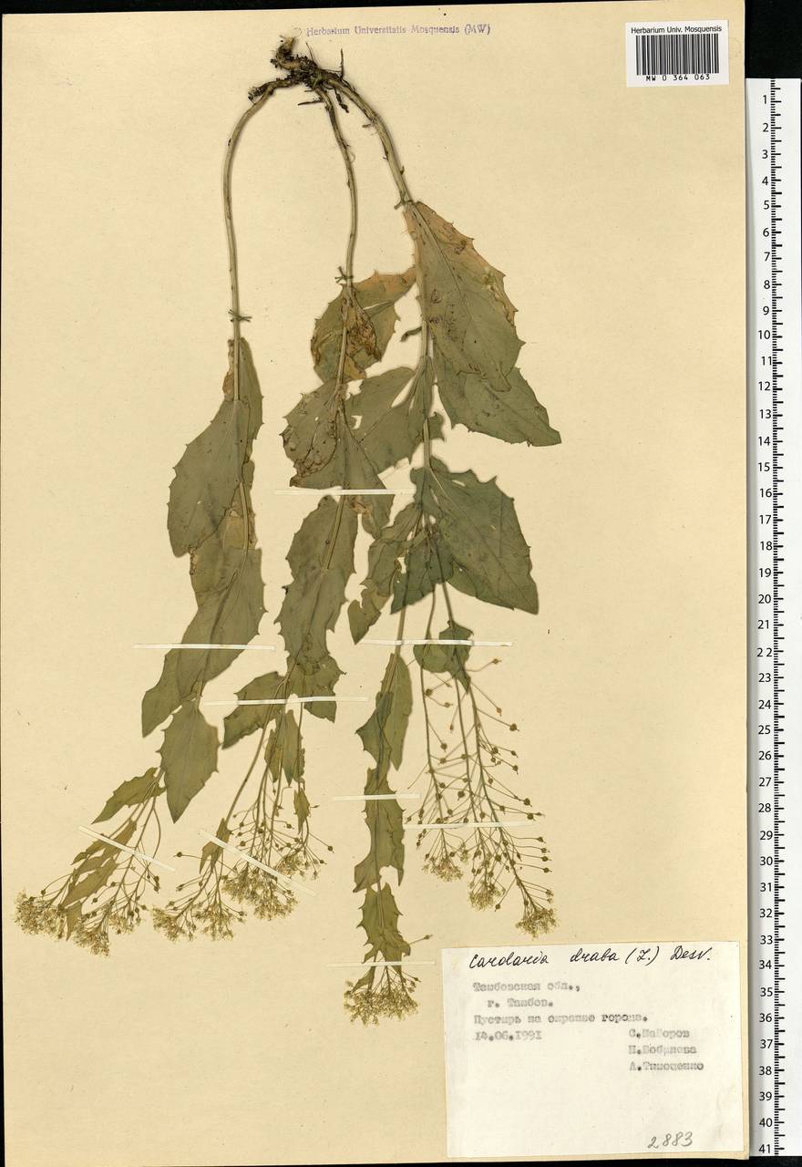 Lepidium draba L., Eastern Europe, Central forest-and-steppe region (E6) (Russia)