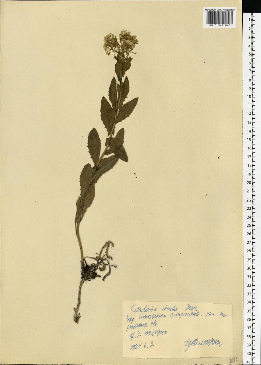 Lepidium draba L., Eastern Europe, Central forest-and-steppe region (E6) (Russia)