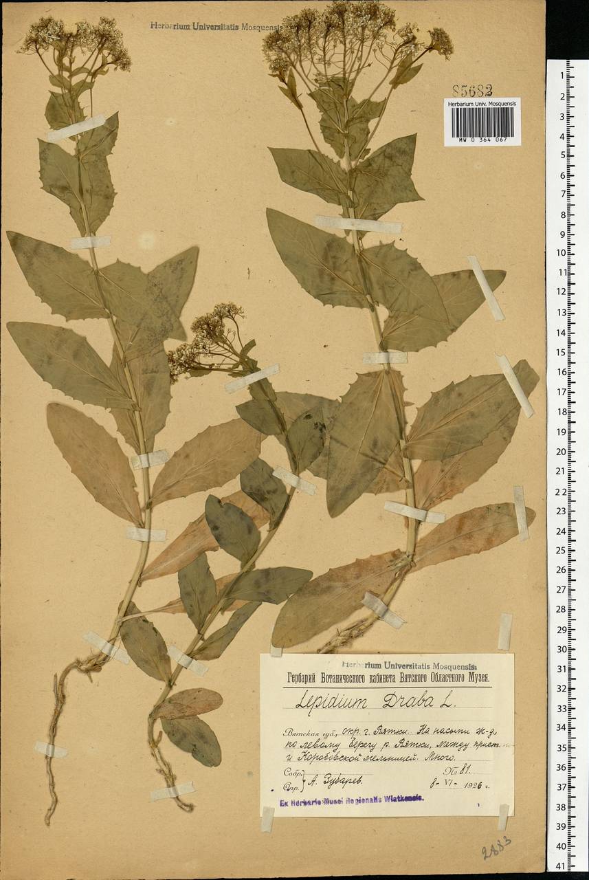 Lepidium draba L., Eastern Europe, Volga-Kama region (E7) (Russia)