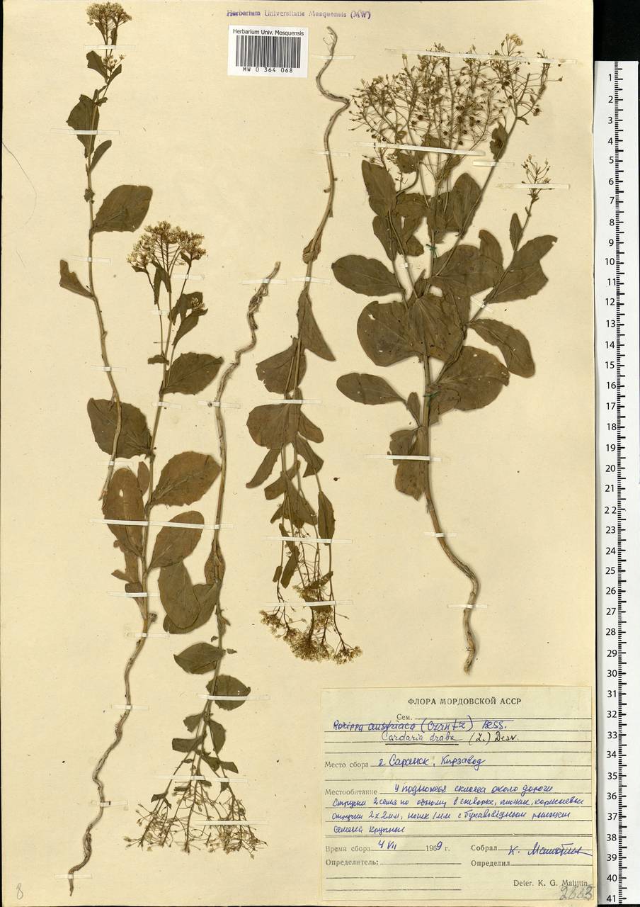 Lepidium draba L., Eastern Europe, Middle Volga region (E8) (Russia)