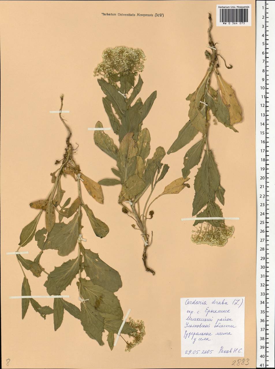 Lepidium draba L., Eastern Europe, Middle Volga region (E8) (Russia)