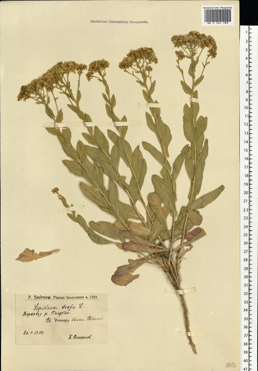 Lepidium draba L., Eastern Europe, Lower Volga region (E9) (Russia)