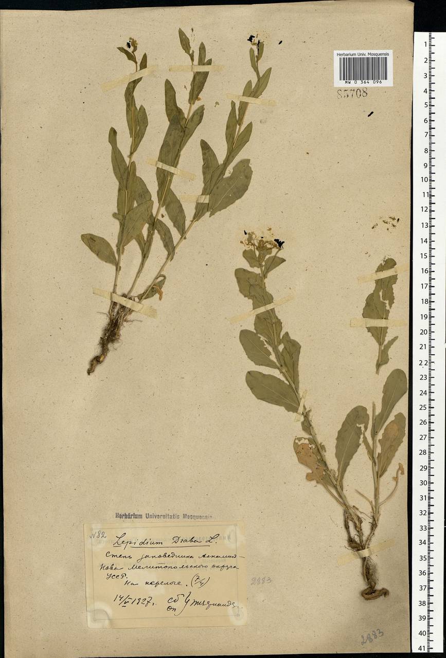 Lepidium draba L., Eastern Europe, South Ukrainian region (E12) (Ukraine)