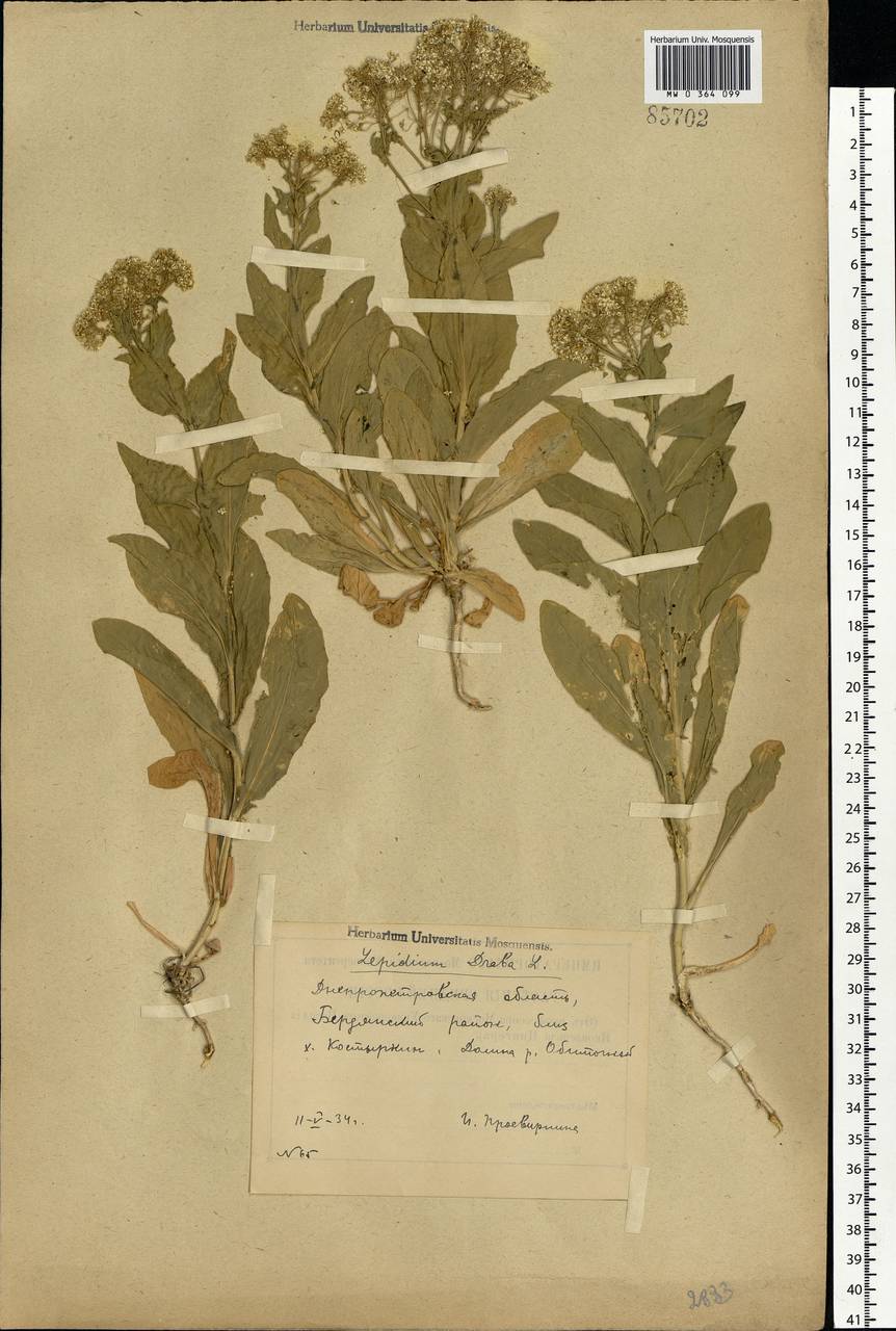 Lepidium draba L., Eastern Europe, South Ukrainian region (E12) (Ukraine)