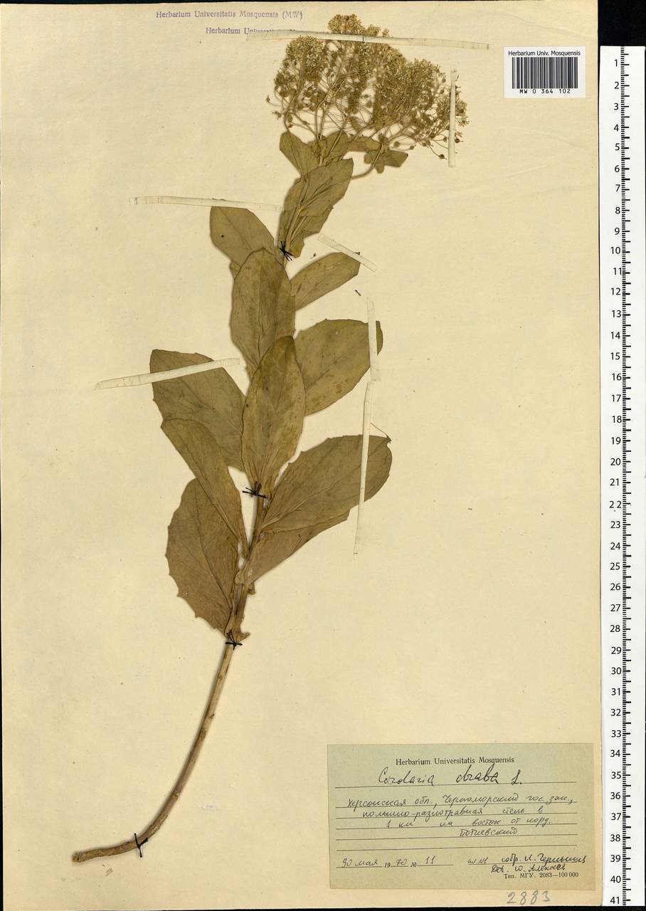 Lepidium draba L., Eastern Europe, South Ukrainian region (E12) (Ukraine)