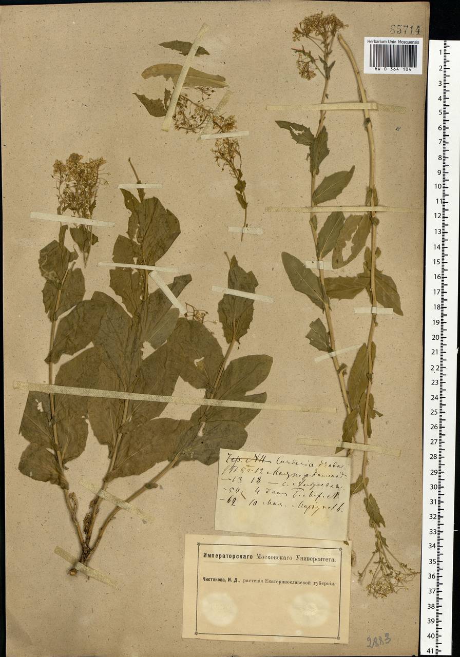 Lepidium draba L., Eastern Europe, South Ukrainian region (E12) (Ukraine)