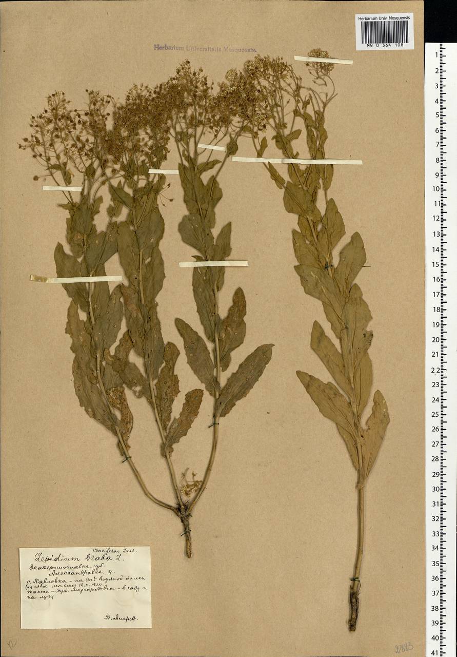 Lepidium draba L., Eastern Europe, South Ukrainian region (E12) (Ukraine)