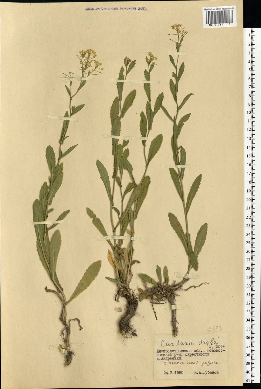 Lepidium draba L., Eastern Europe, South Ukrainian region (E12) (Ukraine)