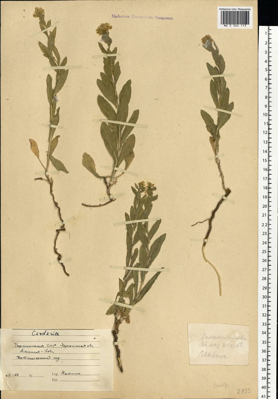 Lepidium draba L., Eastern Europe, South Ukrainian region (E12) (Ukraine)