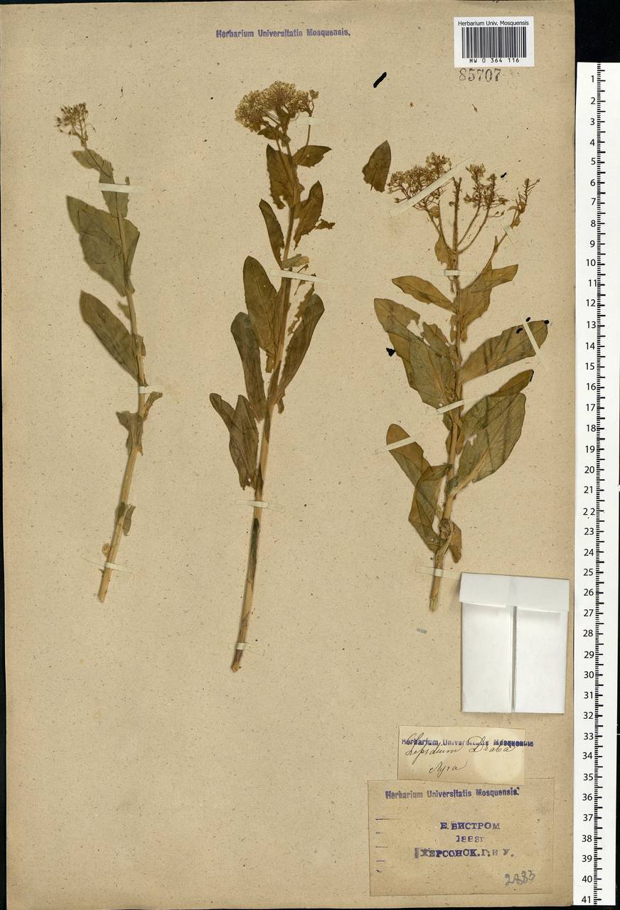 Lepidium draba L., Eastern Europe, South Ukrainian region (E12) (Ukraine)