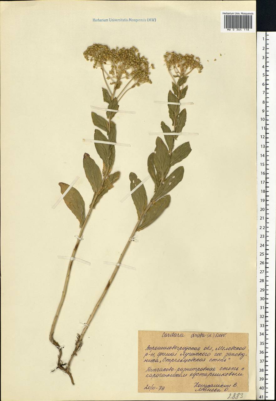 Lepidium draba L., Eastern Europe, North Ukrainian region (E11) (Ukraine)