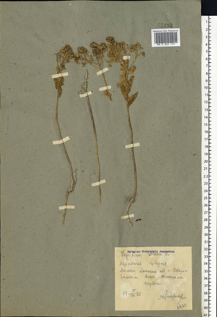 Lepidium draba L., Eastern Europe, North Ukrainian region (E11) (Ukraine)