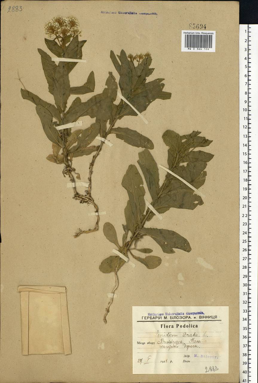 Lepidium draba L., Eastern Europe, South Ukrainian region (E12) (Ukraine)