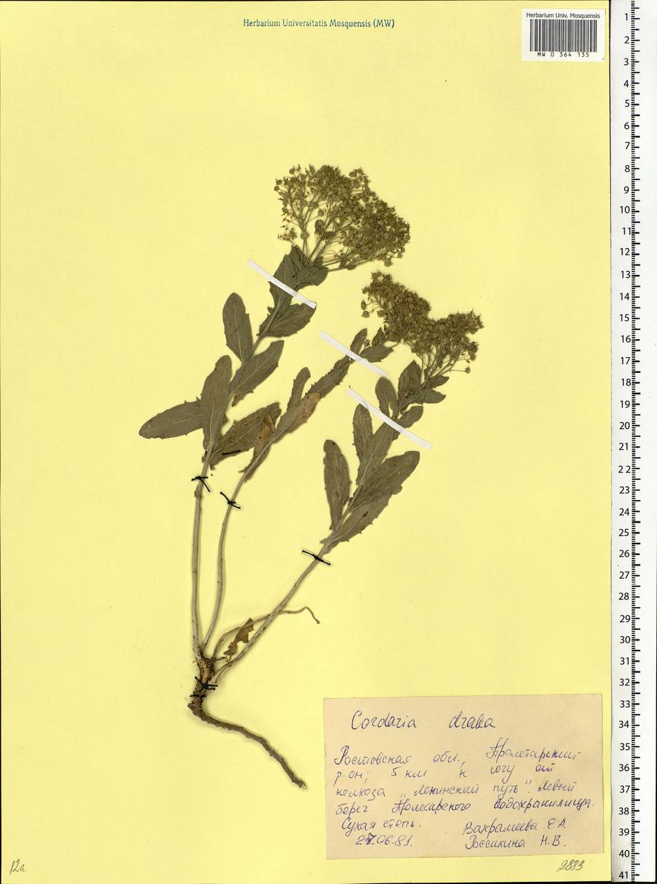 Lepidium draba L., Eastern Europe, Rostov Oblast (E12a) (Russia)