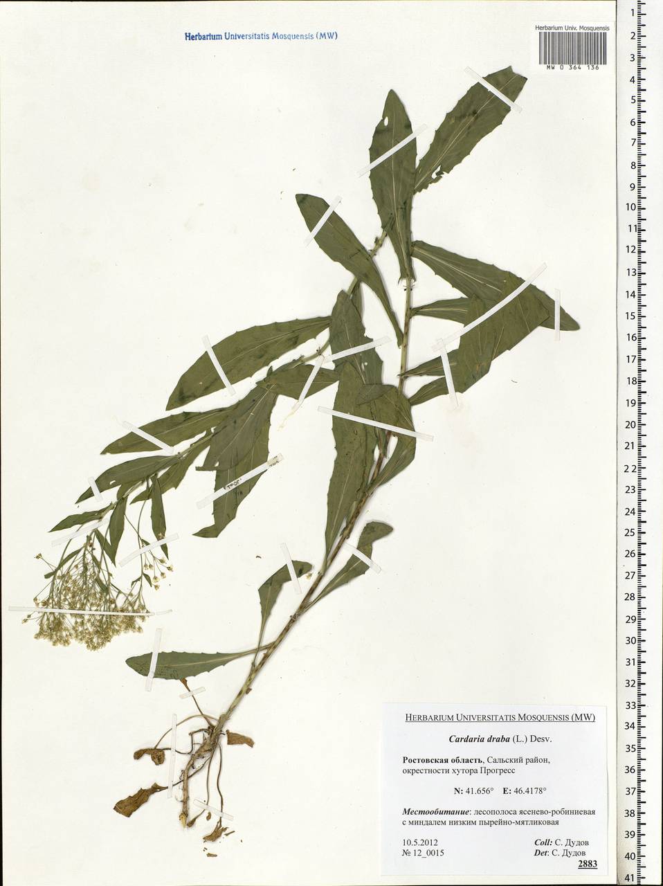 Lepidium draba L., Eastern Europe, Rostov Oblast (E12a) (Russia)