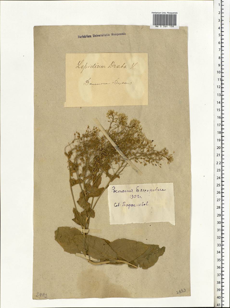 Lepidium draba L., Eastern Europe, South Ukrainian region (E12) (Ukraine)