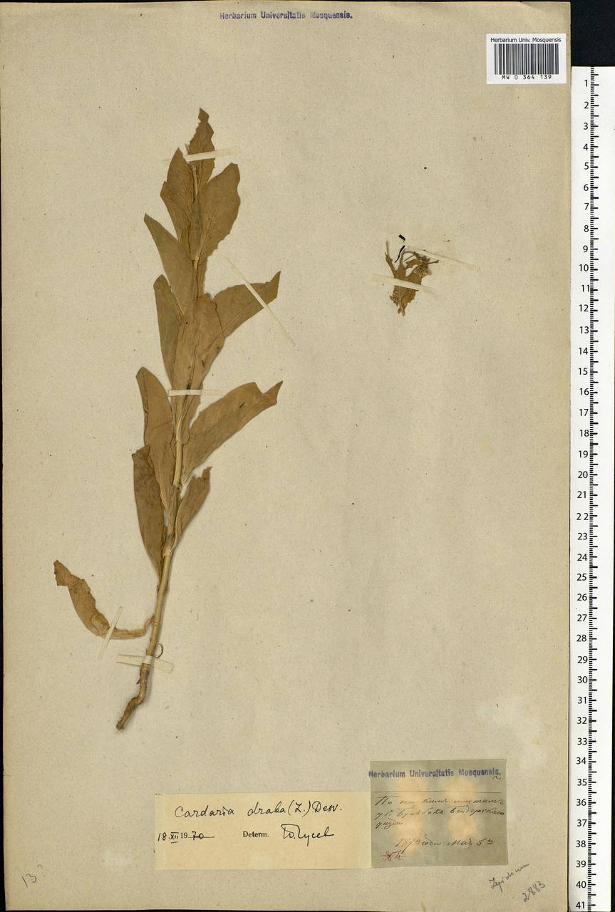 Lepidium draba L., Eastern Europe, Moldova (E13a) (Moldova)
