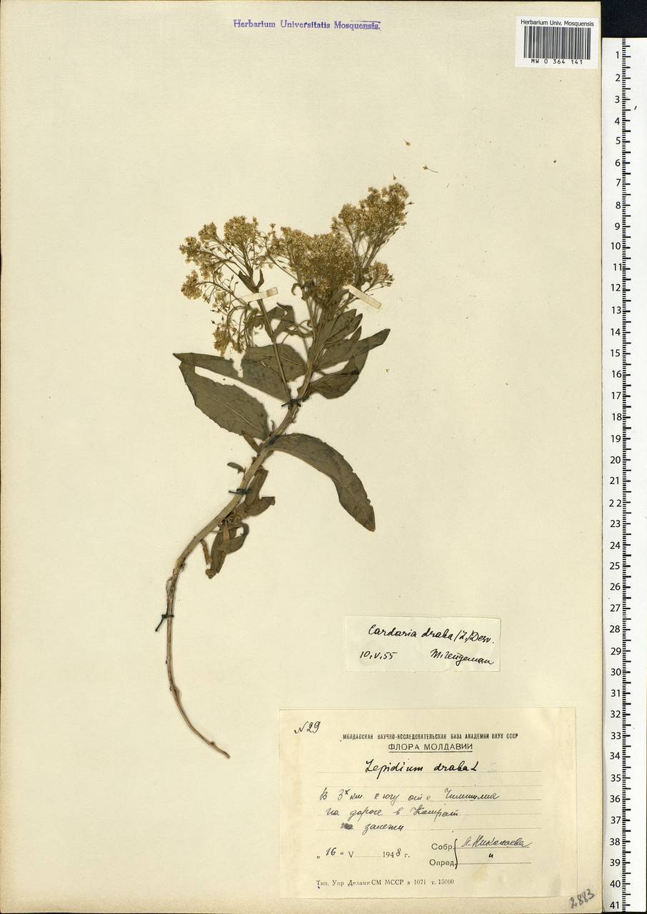 Lepidium draba L., Eastern Europe, Moldova (E13a) (Moldova)