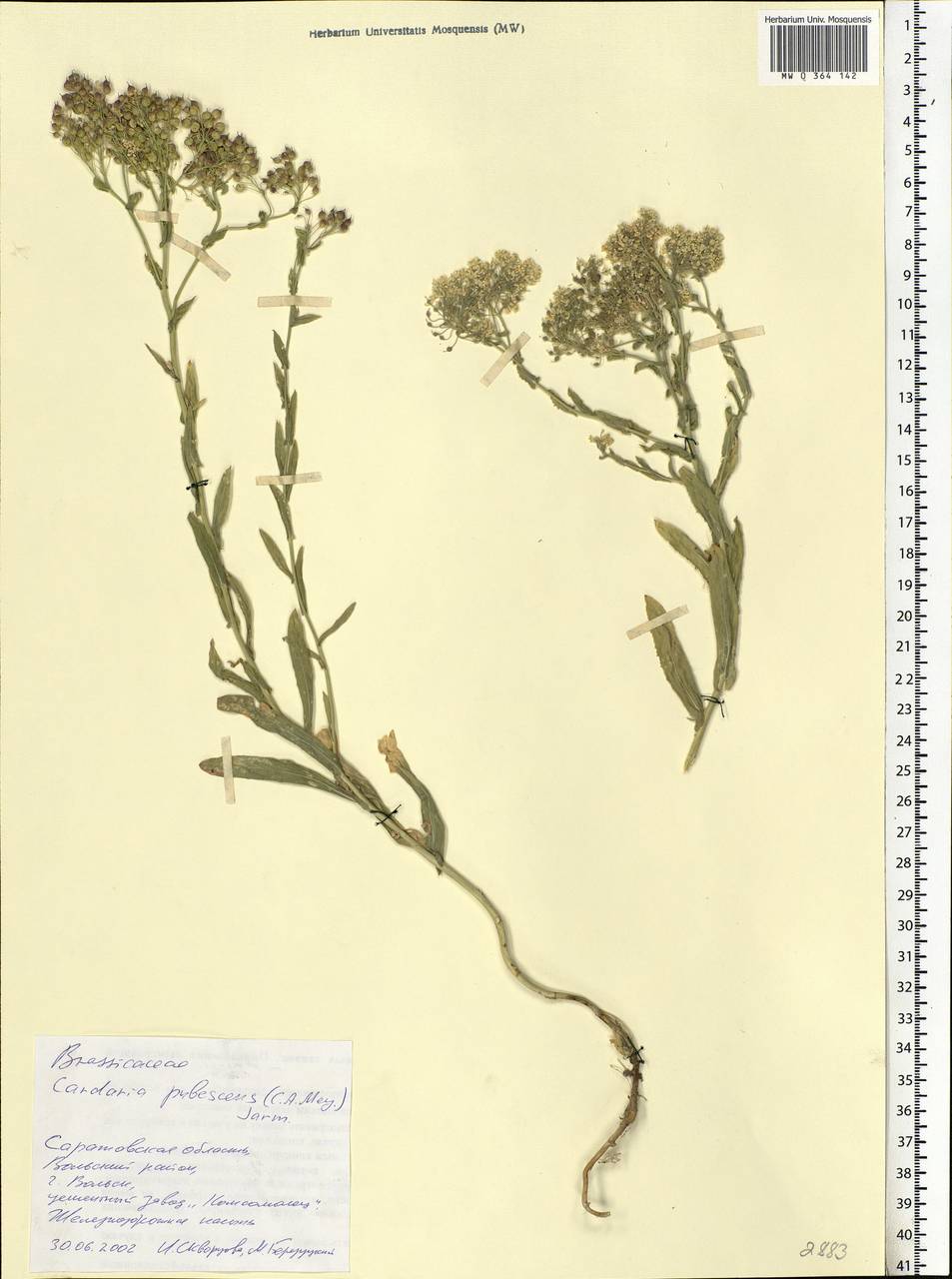 Lepidium appelianum Al-Shehbaz, Eastern Europe, Lower Volga region (E9) (Russia)