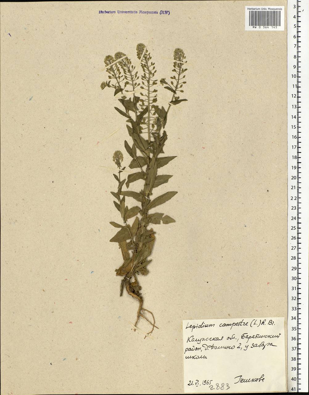 Lepidium campestre (L.) W.T.Aiton, Eastern Europe, Central region (E4) (Russia)