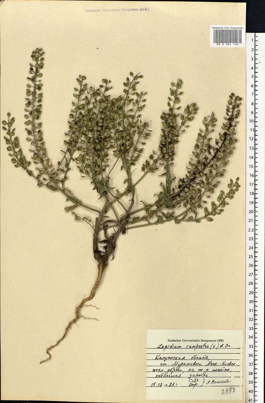 Lepidium campestre (L.) W.T.Aiton, Eastern Europe, Central region (E4) (Russia)